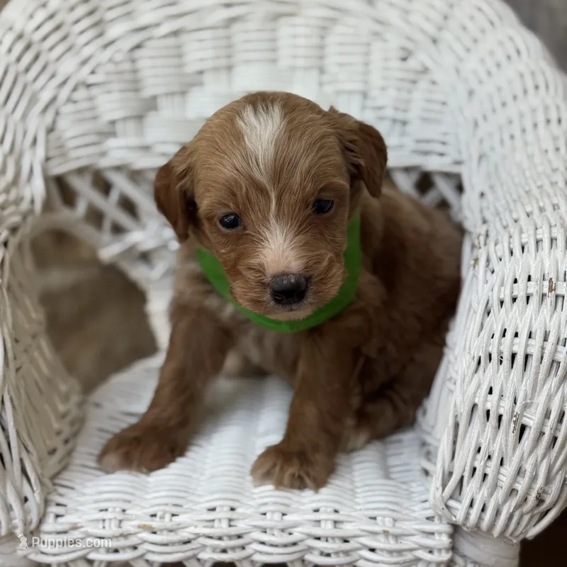 Prince – Miniature Goldendoodle puppy for sale in Fort Worth, TX