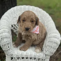 Tony, a male Miniature Goldendoodle for sale in Fort Worth, TX – 1 of 1