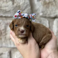Swayze , a female Cavapoo for sale in Dallas, TX – 2 of 2