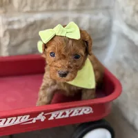 Shelly, a female Cavapoo for sale in Dallas, TX – 2 of 3