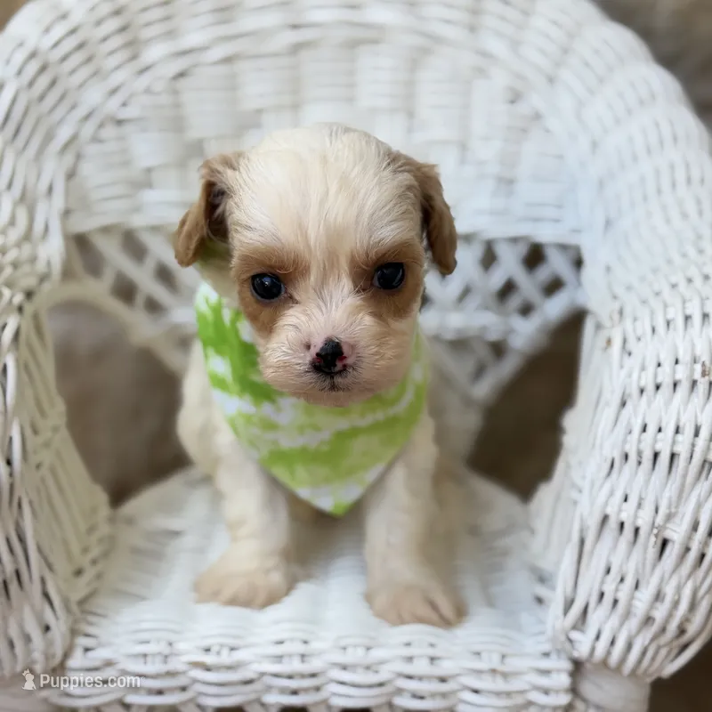 Finn – Cavapoo puppy for sale in Fort Worth, TX