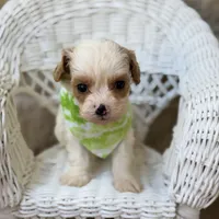 Finn, a male Cavapoo for sale in Fort Worth, TX – 1 of 2