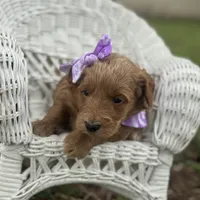 Tilly , a female Miniature Goldendoodle for sale in Fort Worth, TX – 2 of 2