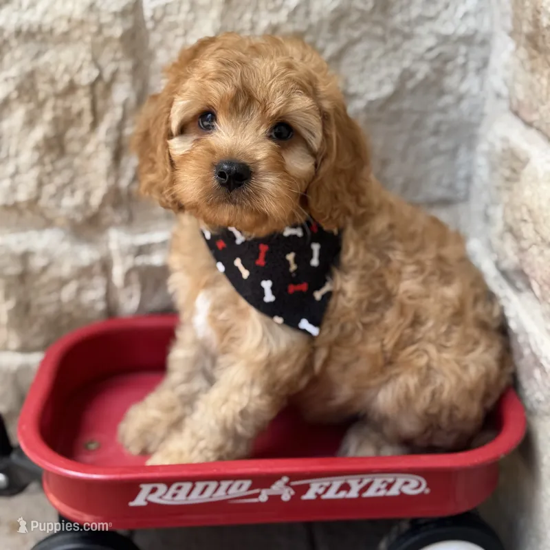 Luigi  – Cavapoo puppy for sale in Dallas, TX