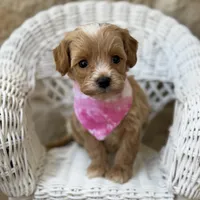 Flo, a female Cavapoo for sale in Fort Worth, TX – 1 of 2