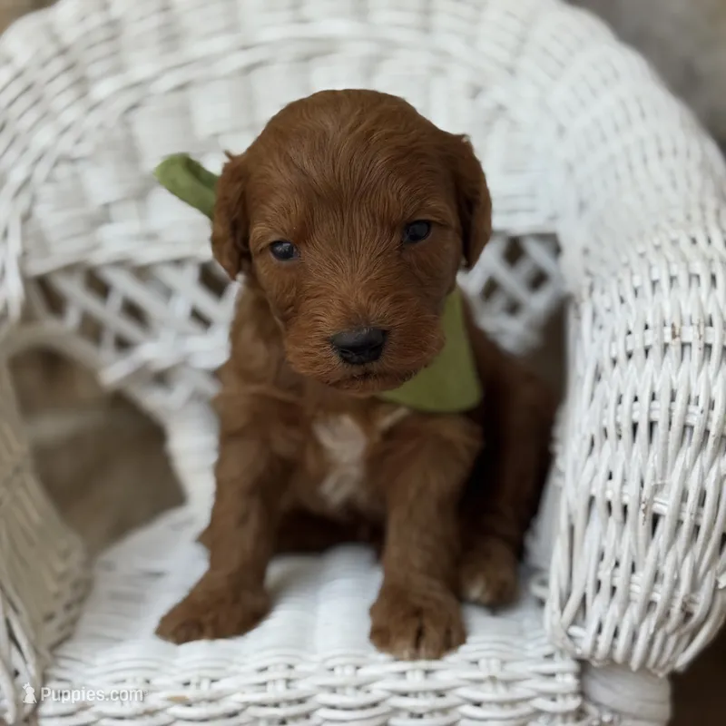 Pal – Miniature Goldendoodle puppy for sale in Fort Worth, TX