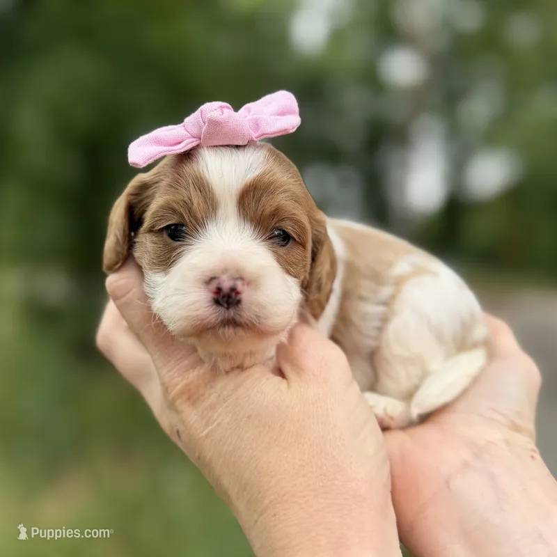 Lulu – Cavapoo puppy for sale in Dallas, TX