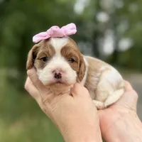 Lulu, a female Cavapoo for sale in Dallas, TX – 1 of 1