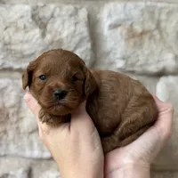 Shaun , a male Cavapoo for sale in Dallas, TX – 3 of 3