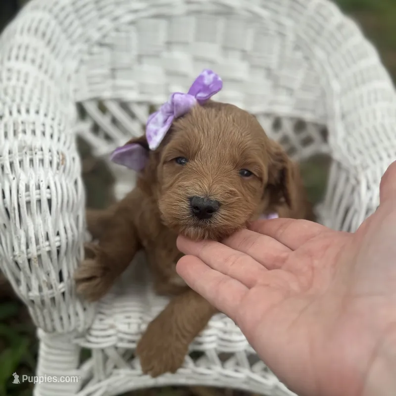 Tilly  – Miniature Goldendoodle puppy for sale in Fort Worth, TX