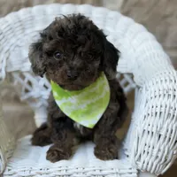 Marcus , a male Cavapoo for sale in Dallas, TX – 1 of 1