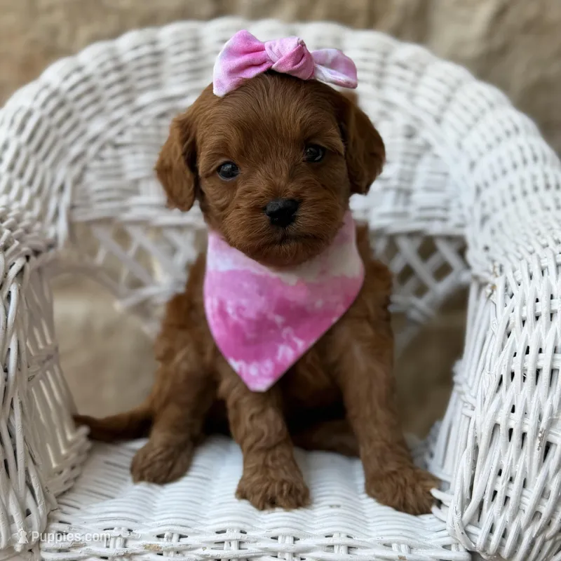 Rosalie – Cavapoo puppy for sale in Dallas, TX