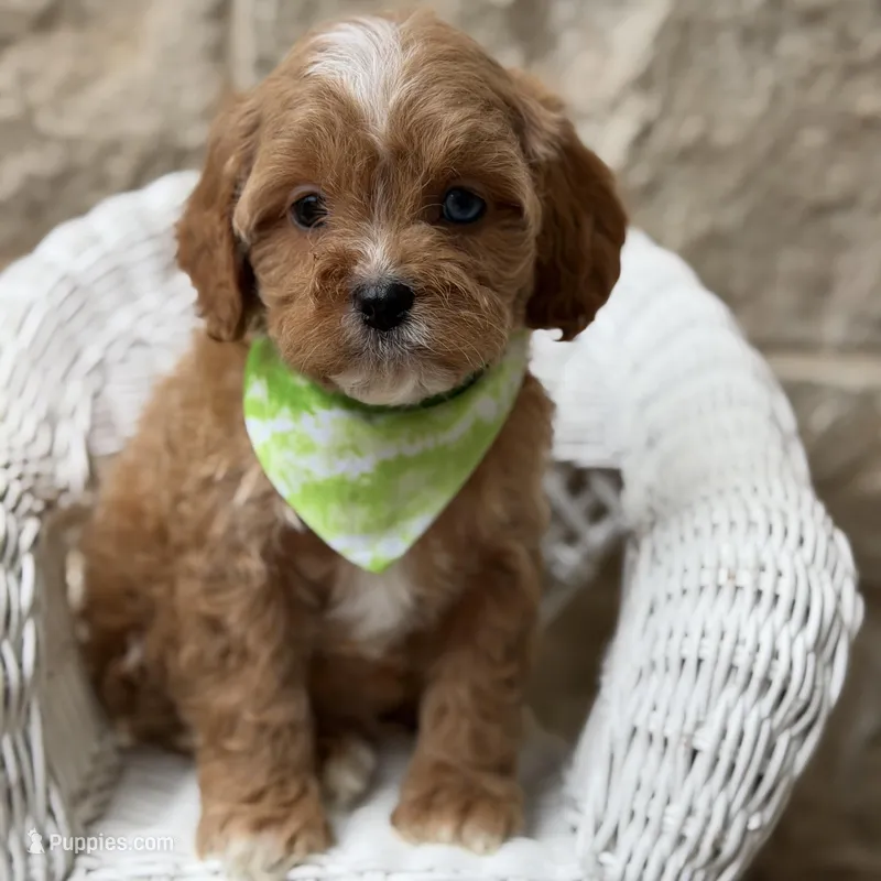 Richard  – Cavapoo puppy for sale in Dallas, TX