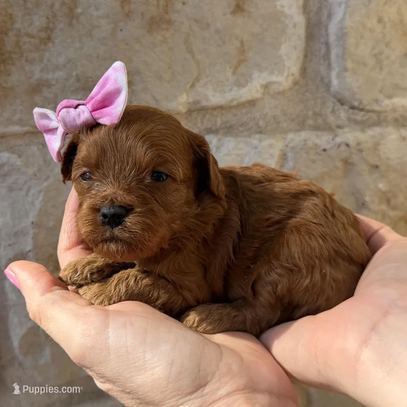 Rosalie – Cavapoo puppy for sale in Dallas, TX