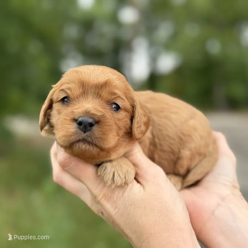 Luigi  – Cavapoo puppy for sale in Dallas, TX