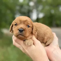 Luigi , a male Cavapoo for sale in Dallas, TX – 1 of 1