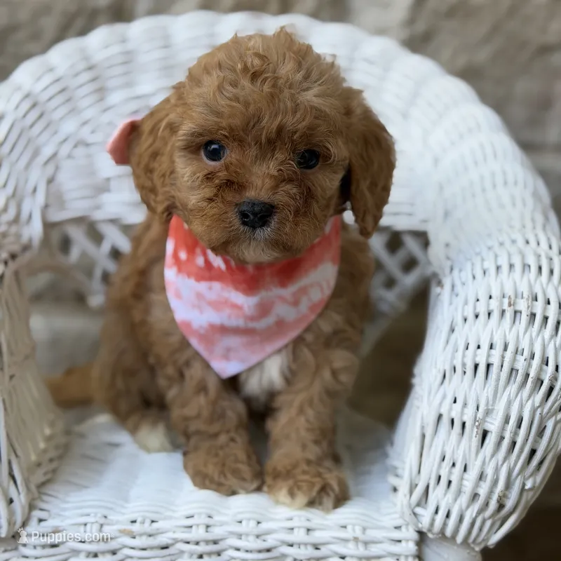 Martin – Cavapoo puppy for sale in Dallas, TX