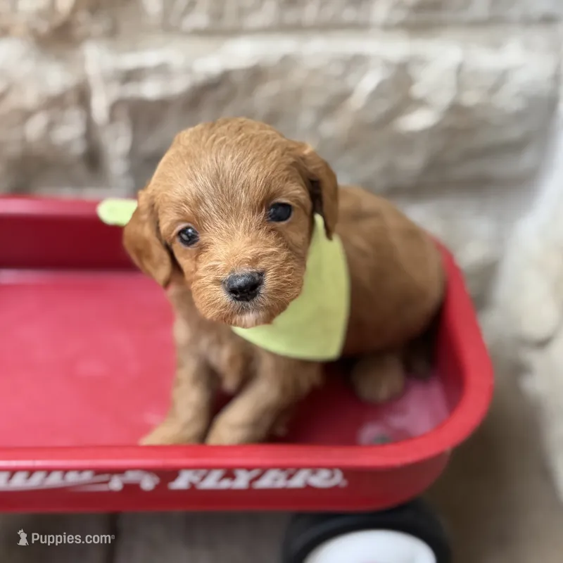 Samuel  – Cavapoo puppy for sale in Dallas, TX
