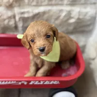 Samuel , a male Cavapoo for sale in Dallas, TX – 1 of 2