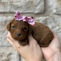 Shelly, a female Cavapoo for sale in Dallas, TX – 3 of 3