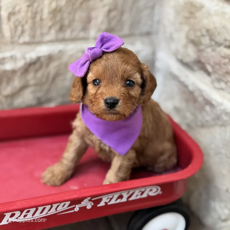 Sissy – Cavapoo puppy for sale in Dallas, TX