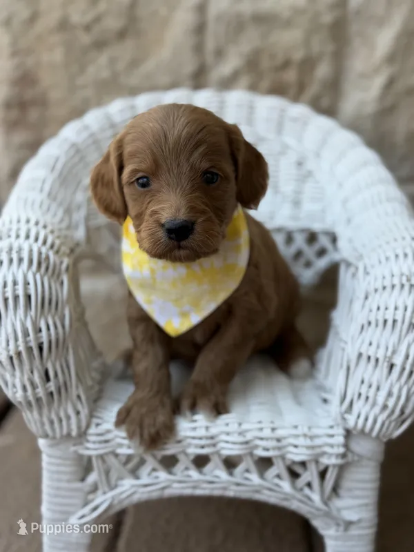Luigi  – Miniature Goldendoodle puppy for sale in Dallas, TX