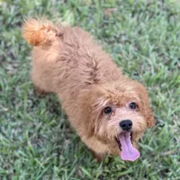 Shelly, a female Cavapoo for sale in Fort Worth, TX – 4 of 9