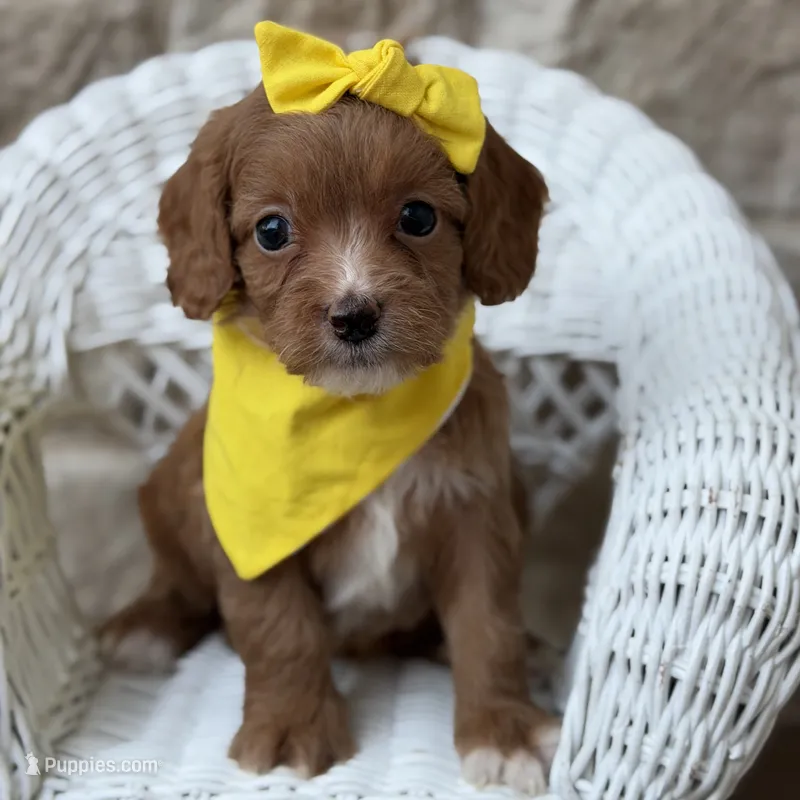 Swayze  – Cavapoo puppy for sale in Fort Worth, TX