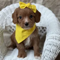 Swayze , a female Cavapoo for sale in Fort Worth, TX – 1 of 3