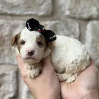 Shay, a female Cavapoo for sale in Dallas, TX – 4 of 4