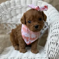 Rozzlynn, a female Cavapoo for sale in Dallas, TX – Photo 1 of 2