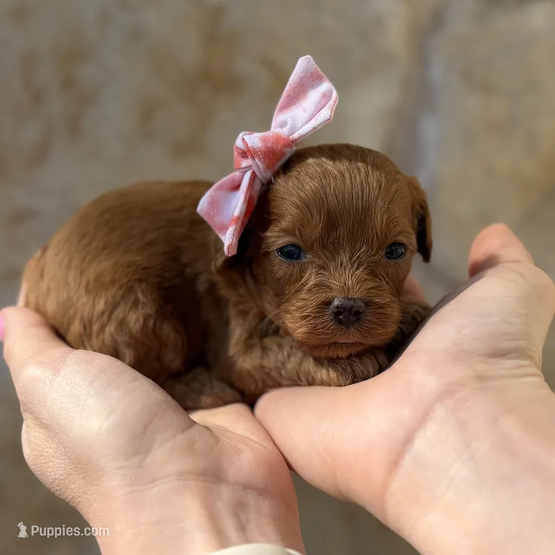 Rozzlynn – Cavapoo puppy for sale in Dallas, TX