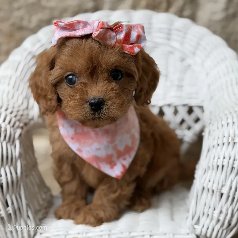 Rozzlynn – Cavapoo puppy for sale in Dallas, TX