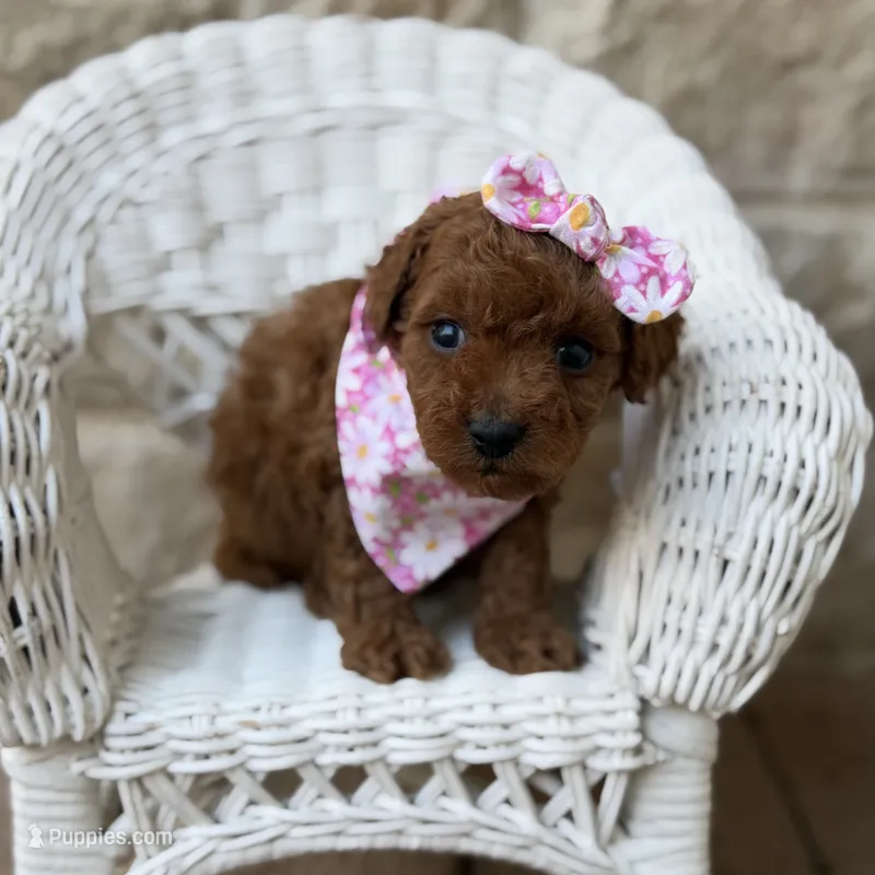 Chloe – Miniature Goldendoodle puppy for sale in Fort Worth, TX