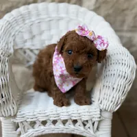 Chloe, a female Miniature Goldendoodle for sale in Fort Worth, TX – 1 of 1
