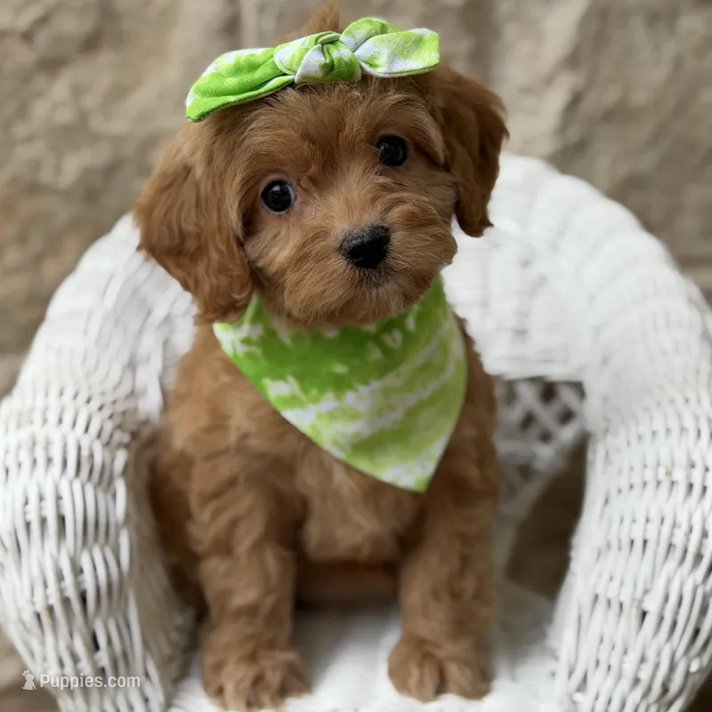 Reina – Cavapoo puppy for sale in Dallas, TX