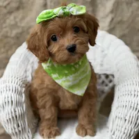 Reina, a female Cavapoo for sale in Dallas, TX – 1 of 3