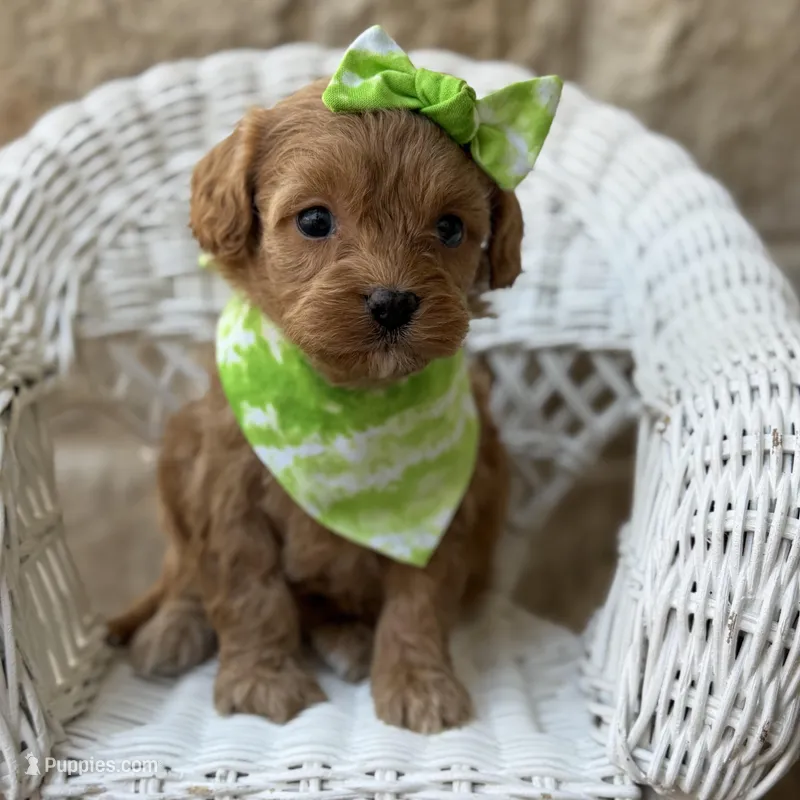 Reina – Cavapoo puppy for sale in Dallas, TX