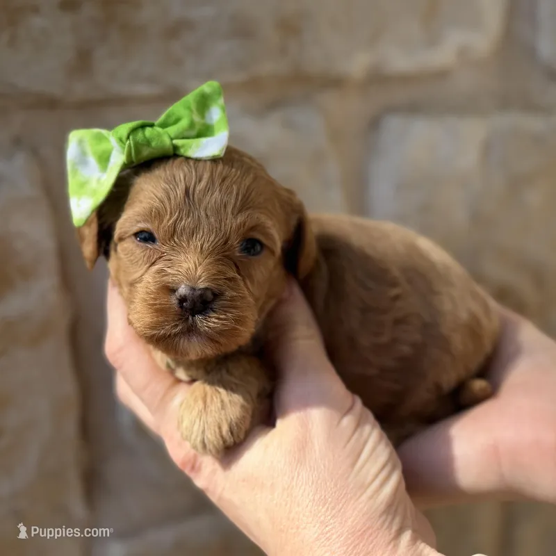 Reina – Cavapoo puppy for sale in Dallas, TX