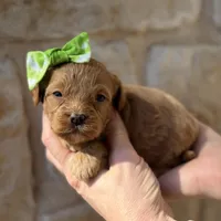 Reina, a female Cavapoo for sale in Dallas, TX – Photo 2 of 2