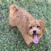 Shelly, a female Cavapoo for sale in Fort Worth, TX – 2 of 9