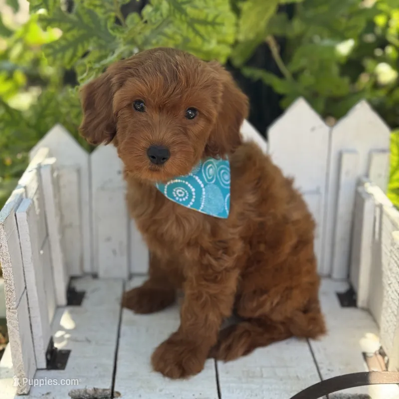 Freddie Mini – Miniature Goldendoodle puppy for sale in Fort Worth, TX