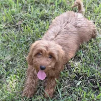 Lexi, a female Miniature Goldendoodle for sale in Fort Worth, TX – 3 of 3