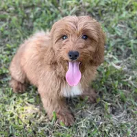 Lexi, a female Miniature Goldendoodle for sale in Fort Worth, TX – 2 of 3