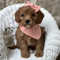 Sally, a female Cavapoo for sale in Fort Worth, TX – 1 of 3