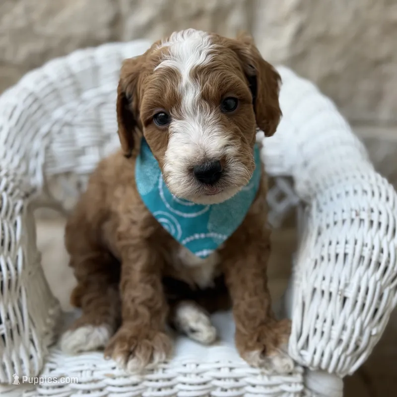 Callen – Miniature Goldendoodle puppy for sale in Fort Worth, TX
