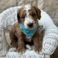 Callen, a male Miniature Goldendoodle for sale in Fort Worth, TX – 1 of 1