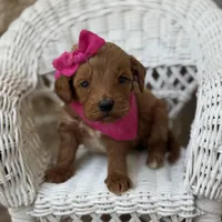 Patti , a female Miniature Goldendoodle for sale in Fort Worth, TX – 1 of 1