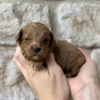 Samuel , a male Cavapoo for sale in Dallas, TX – 2 of 2