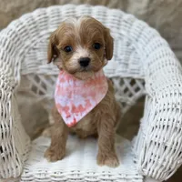 Fido, a male Cavapoo for sale in Fort Worth, TX – 1 of 2